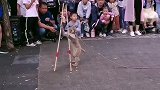 猴子踩高跷