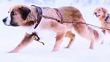 你相信自己内心的指引吗，即便可能错了，你也会坚持吗