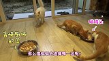 绅士大概一分钟-20160914-大厨的料理VS猫罐头