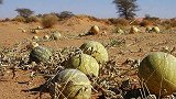 在沙漠里看到“西瓜”，为什么再渴也不要摘？原因你可能不信