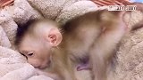 被收养的小猴子躲在被子里，饿得瑟瑟发抖，喝完一瓶牛奶立马精神