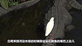 白鹭捕鱼讲究个“愿者上钩”，它张大嘴巴守在洞口，坐等鱼儿上钩