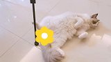 这猫居然会跳钢管舞，谁受得了#激萌奖金计划#