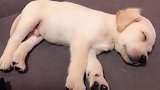 2个多月的小奶狗正在睡觉，小哥哥一声呼噜，狗子的反应真逗