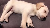 2个多月的小奶狗正在睡觉，小哥哥一声呼噜，狗子的反应真逗