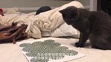 主人给猫咪做了个打地鼠机，猫咪将打地鼠的功夫练得出神入化