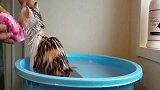 猫咪洗澡时自己爬进盆里，这不符合常理啊，不会是视频回放吧