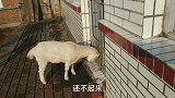 两只小羊属生物钟的，大早上起来就敲门叫人，还让不让人睡呀
