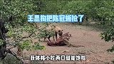 王思掏又把陈冠蜥给抢了