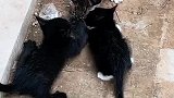 几只小猫为争老鼠，猫妈妈：谁赢了谁吃吧