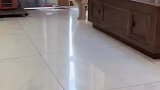 狗妈妈把孩子送出家门
