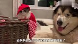 把猫和狗打扮成小红帽和狼外婆,看到之后的画面,太搞笑了吧