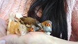 什么人养什么鸟，广东女友就爱养小文鸟。