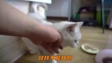 天气太热铲屎官没有给猫咪开空调猫咪会生气吗？其实铲屎官有苦衷
