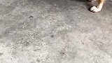 论后台的重要性，哈哈哈，太形象了！