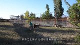 男子徒手给野狼洗澡，不料野狼发难，一口咬住男子的手