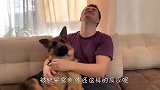 铲屎官亲了几口德牧，看到狗子的反应，差点笑哭了