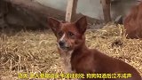 狗狗的好朋友牛被牵走了，狗狗又是绝食又是哭泣，太有爱了