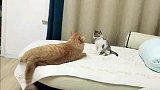 小奶猫被大猫打了一拳,完全不怂,最后的反击绝了!