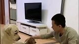 拉布拉多犬拆家陷害小狗，主人要把小狗炖了，它内疚心虚了