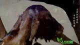 刚出生的角马就遭到鬣狗的捕杀，弱者注定被淘汰