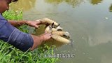 男子在路边随意捡来草根，往水中一拍，提起一看直接挂满鱼！
