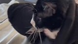 可爱猫咪的迷惑行为