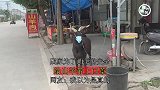 店家为了山羊的安全，给山羊带上口罩