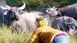 男子假扮老虎，吓唬水牛的搞笑操作！