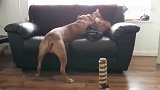 橘猫一言不合就揍斗牛犬,我敬你是个汉子