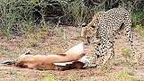 猎豹抓住羚羊却不着急吃,原因到底是为什么呢?真相太尴尬