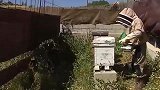 家中频传怪声 卧室墙后竟挖出80000只蜜蜂