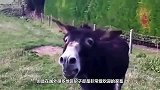 主人给驴子卸货，驴子发怒不干了，镜头拍下搞笑一幕