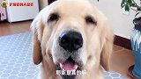 金毛主人网上购物，以为占了大便宜，结果被坑惨了！