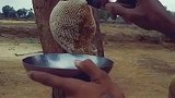 野生的蜂蜜，也不知道甜不甜