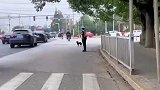 狗狗欲闯红灯被交警拦下