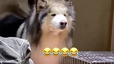 阿拉斯加犬：没有狗能背着我偷吃