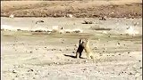 西藏旅游路上的小趣事，两个大老鼠在打架