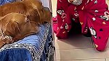 你这老虎有点假呀