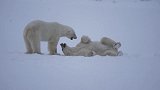 加拿大：大雪过后 北极熊在雪地嬉戏
