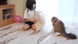 猫咪和小主人一起玩耍，小主人这么能折腾猫咪都没生气，是只好猫