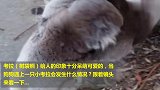 当狗狗遇上一只小考拉，被骑在背上一刻，世界观崩塌了！