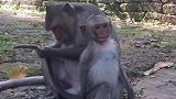 猴子们在一起，不打架不吃醋不正常