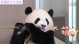 熊猫宝宝彩浜津津有味啃竹子，一根接一根，可爱得让人移不开视线