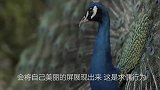 孔雀挑衅母鸡，母鸡上前就是一顿揍母鸡：不打真把你当凤凰了