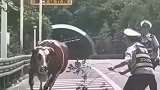 交警变身牛倌擒牛高速秒变斗牛场