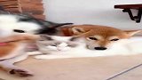 猫咪：2条大狗压着1个小猫咪，主人你确定这姿势没问题吗