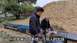 3兄弟参观朋友牛场，40几头牛就有10头怀孕，太让人羡慕了