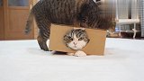 猫咪钻进盒子后爬不出去，同伴竟落井下石，看完别笑