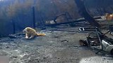 火灾一个多月后，主人在废墟前发现等他们归来的忠狗